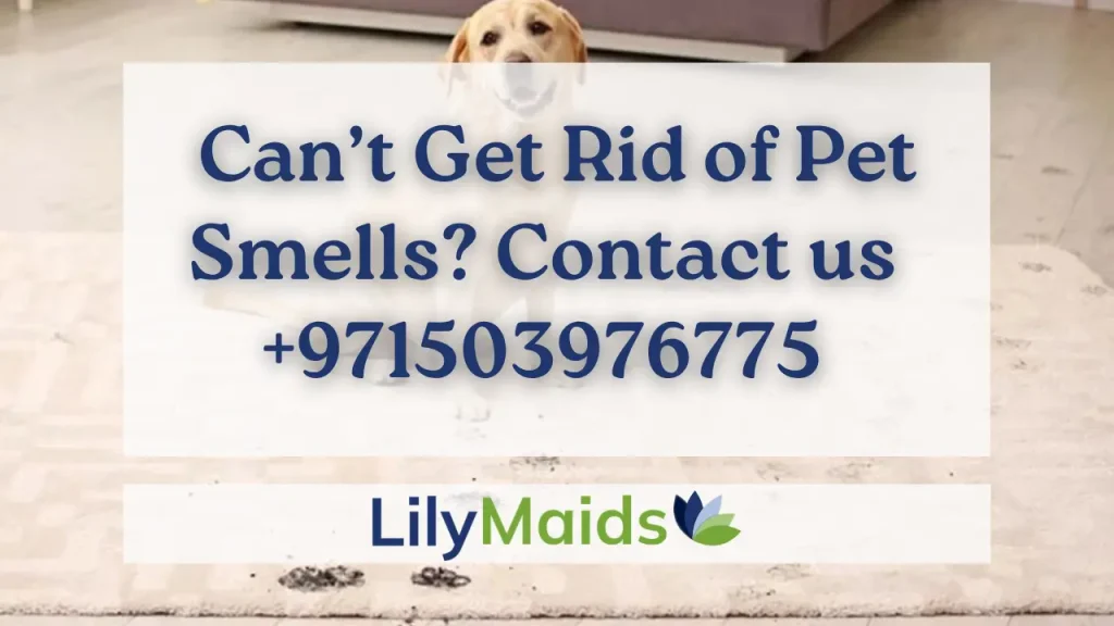 Can’t Get Rid of Pet Smells? Contact us +971503976775