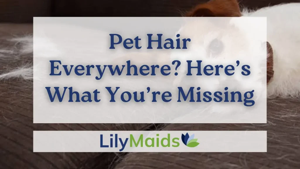 Pet Hair Everywhere? Here’s What You’re Missing